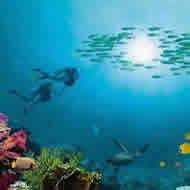 Diving Introduction (1 dive) Tiran Island