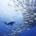 Diving Introduction (2 dives) Tiran
